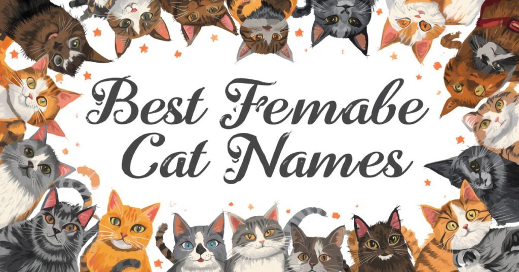 Best Female Cat Names
