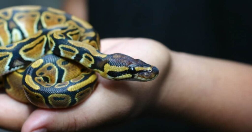 Best Snake Names
