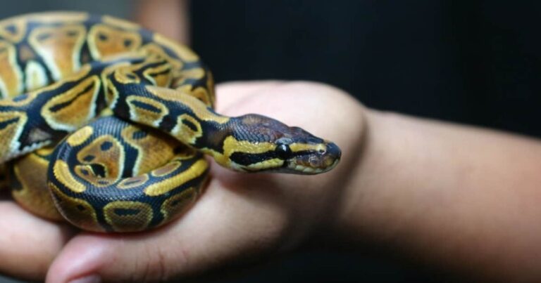 Best Snake Names
