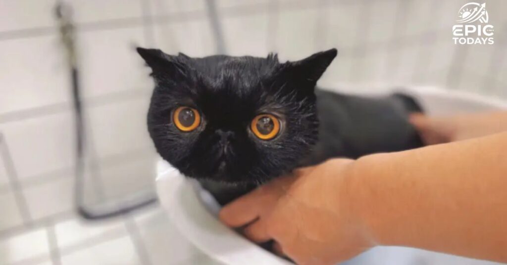Creative Black Cat Names