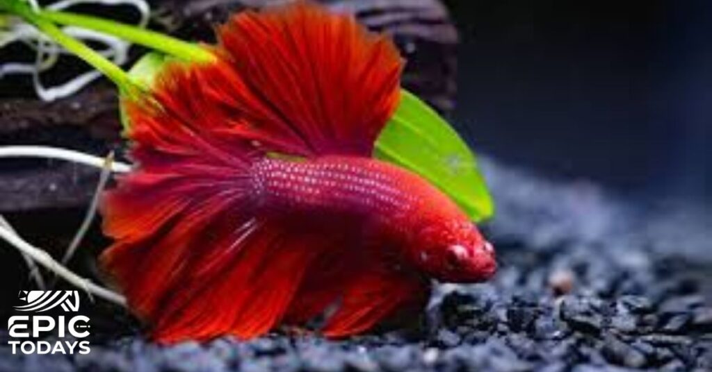 Funny Fish Names Girl