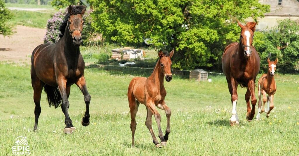 Funny Names For Female Horses
