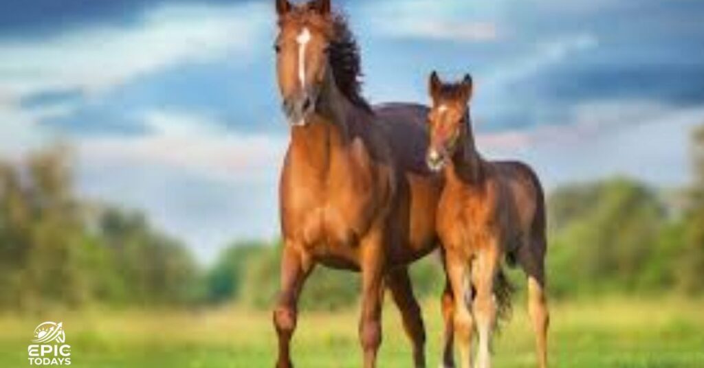 Names For Female Horses With Meaning