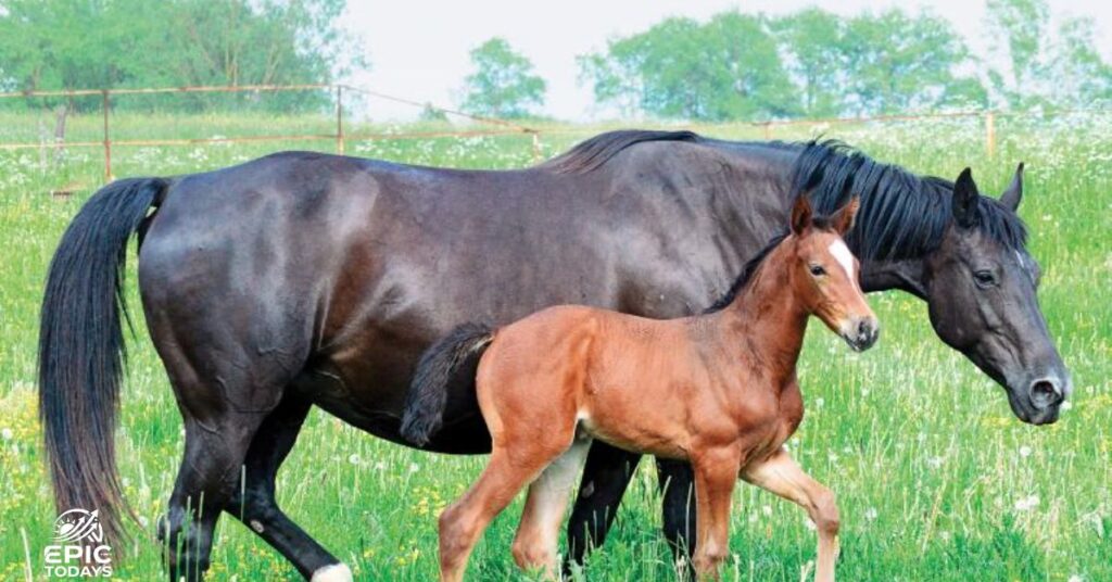 Names For Horses Female Brown
