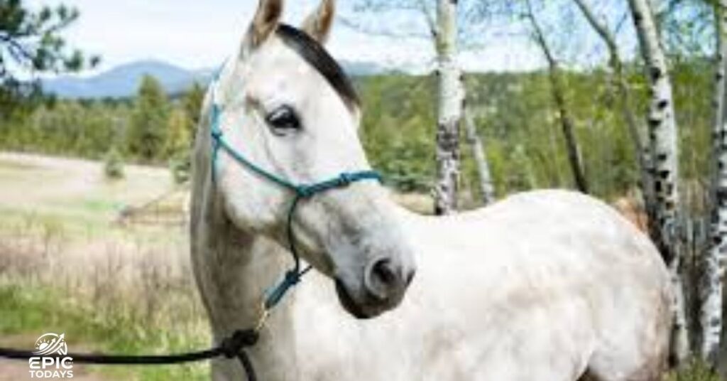 Names For Horses Female White